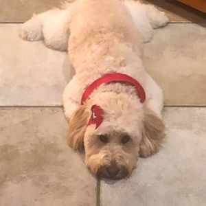 Meet your Posher, Janet